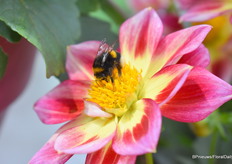 Een bij bedekt met stuifmeel van de Summer Bees planten van Dümmen Orange.